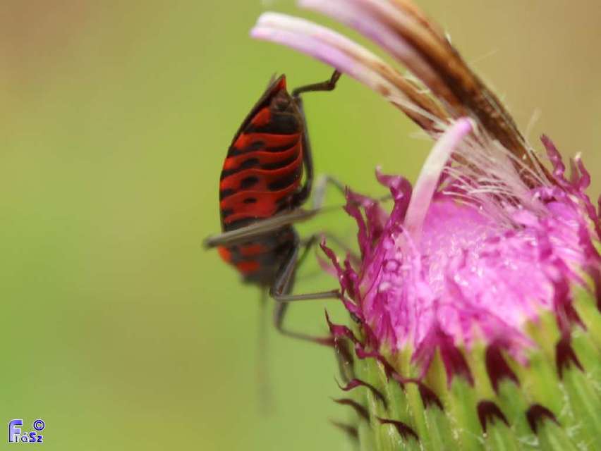 Spilostethus saxatilis - virágbodobács