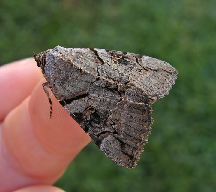 Catocala hymenaea - kökény-övesbagoly