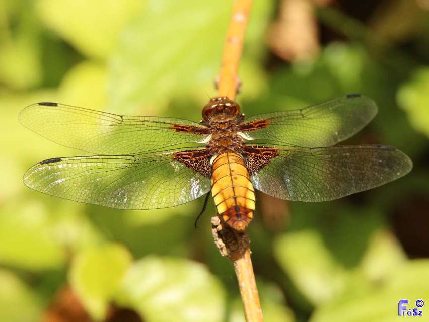 Libellula depressa - széles laposacsa