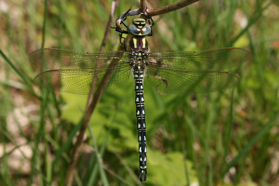 Brachytron pratense - szőrös karcsúacsa