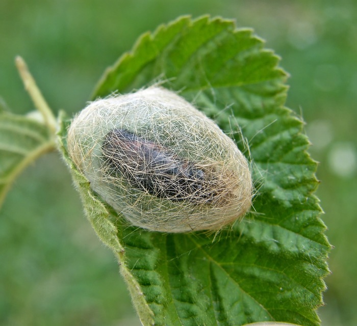 Phragmatobia fuliginosa - füstös medvelepke