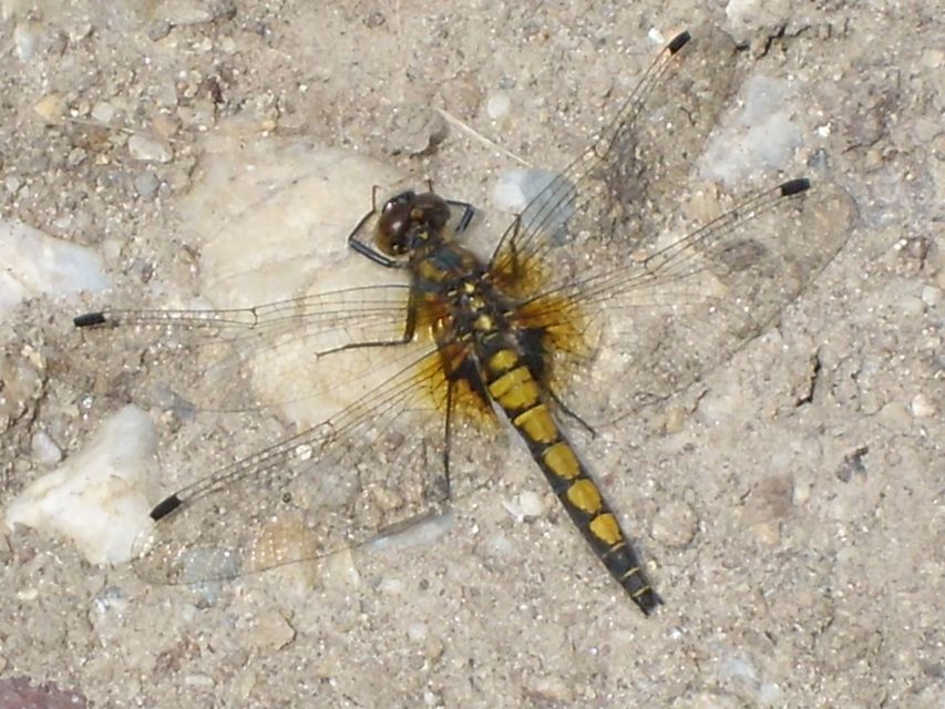 Leucorrhinia pectoralis - lápi álarcos-szitakötő