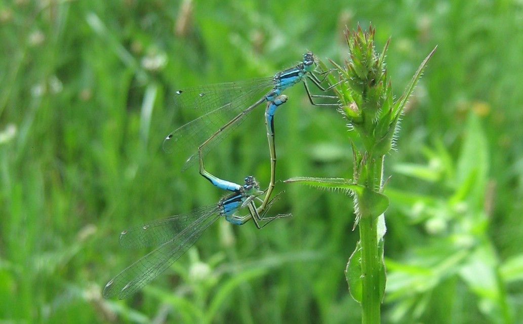 Ischnura elegans