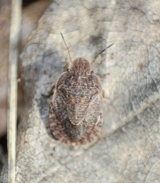 Sciocoris microphthalmus - szürkés laposfejű-poloska Sciocoris microphthalmus - szürkés laposfejű-poloska