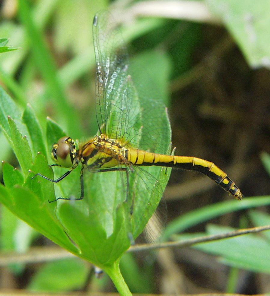 Sympetrum danae - fekete katona-szitakötő