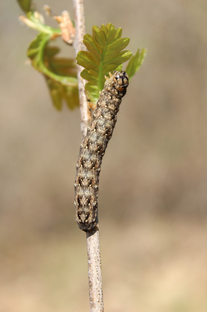 Griposia aprilina - őszi zöldbagoly
