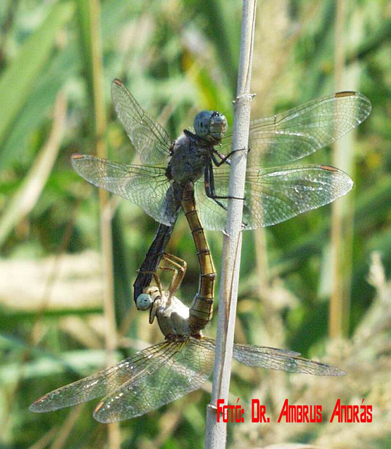 Orthetrum coerulescens - karcsú pásztorszitakötő