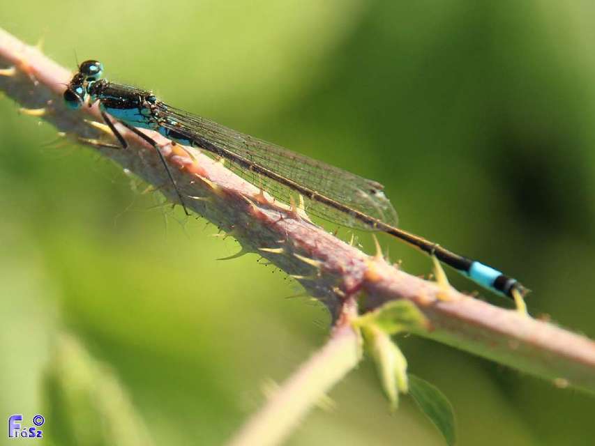 Ischnura elegans