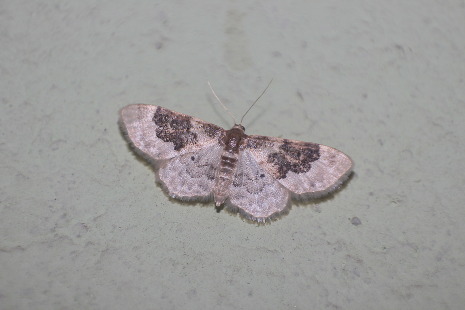 Idaea rusticata - tarka apróaraszoló