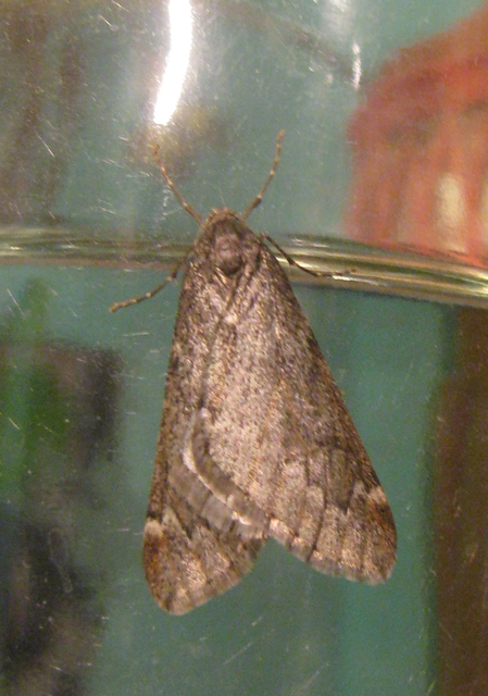 Alsophila aescularia - vadgesztenye-araszoló