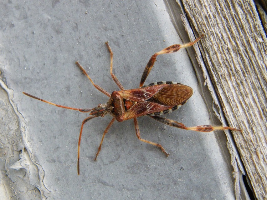 Leptoglossus occidentalis - nyugati levéllábú poloska