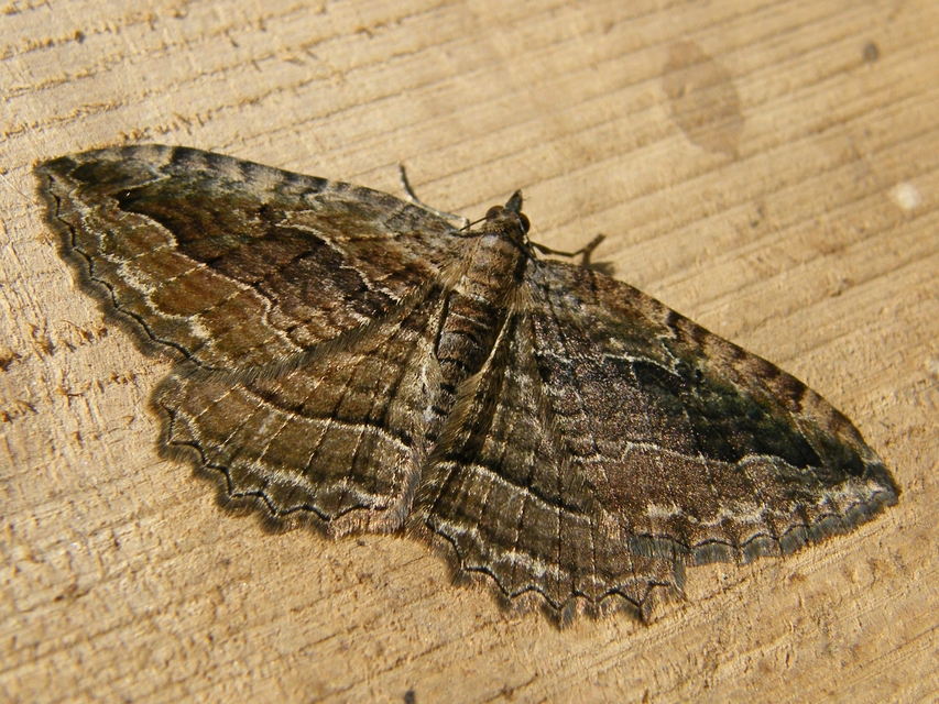 Philereme transversata - varjútövis-araszoló