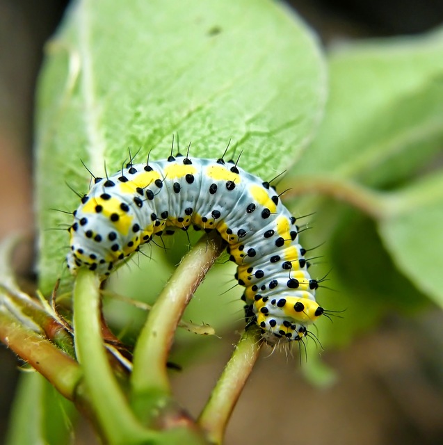 Diloba caeruleocephala - őszi kékesbagoly