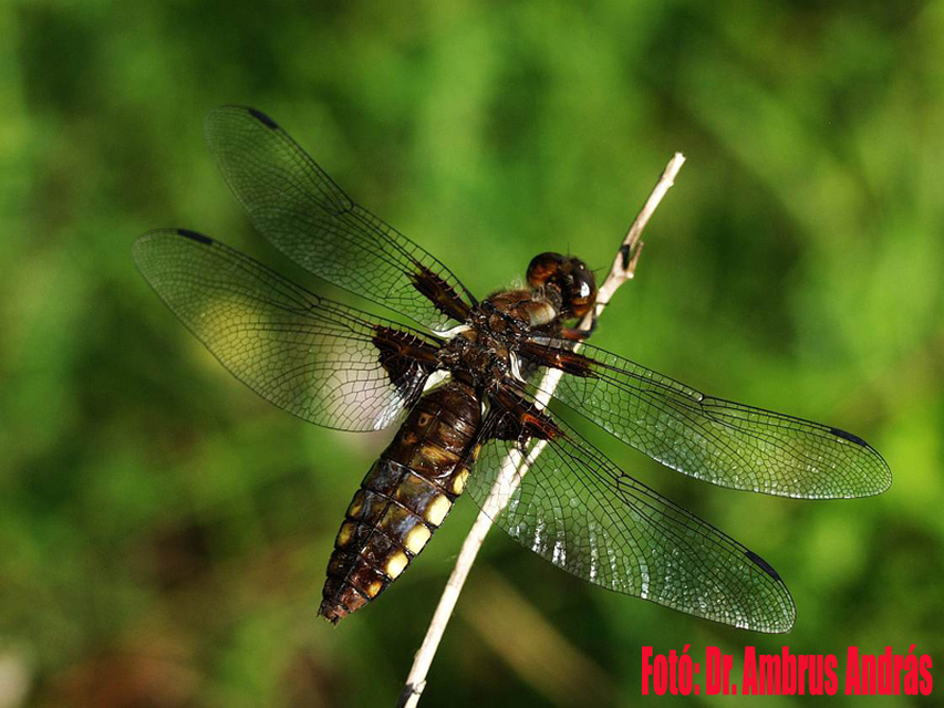 Libellula depressa - széles laposacsa Libellula depressa - széles laposacsa