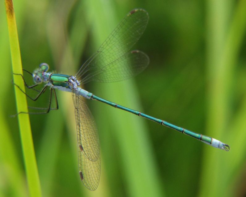 Lestes sponsa - lomha rablószitakötő