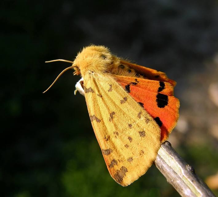 Rhyparia purpurata - bíborszínű medvelepke