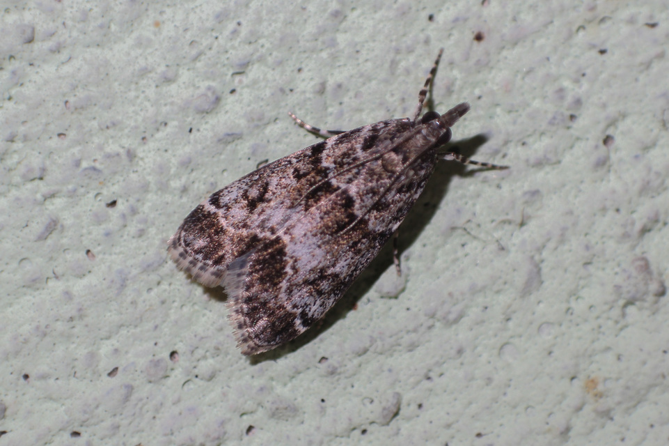Eudonia