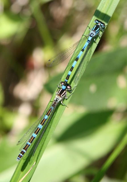 Coenagrion ornatum - díszes légivadász