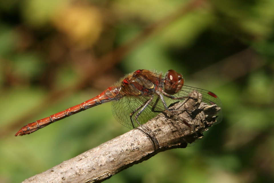 Sympetrum striolatum - harántsávos katona-szitakötő