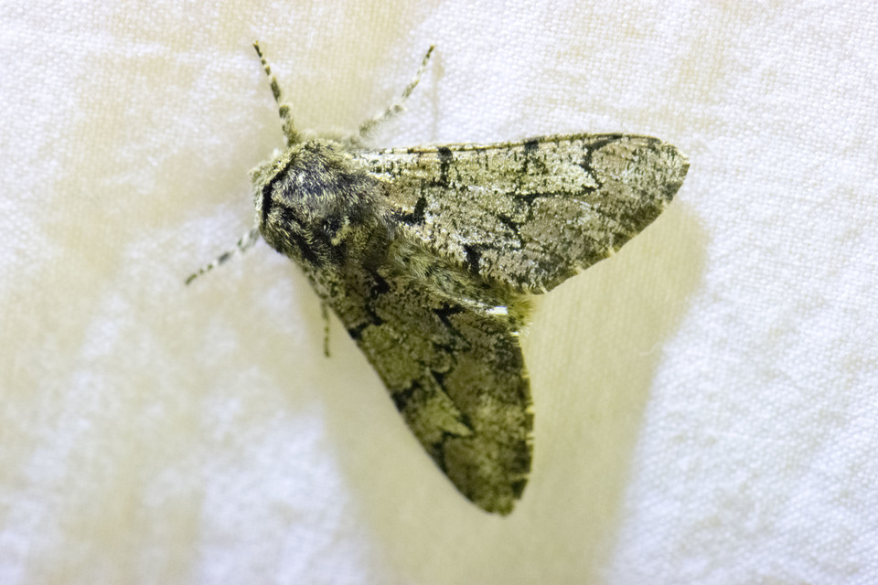 Biston strataria - barnapettyes araszoló