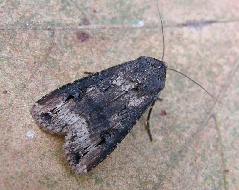 Agrotis ipsilon - nagy földibagoly