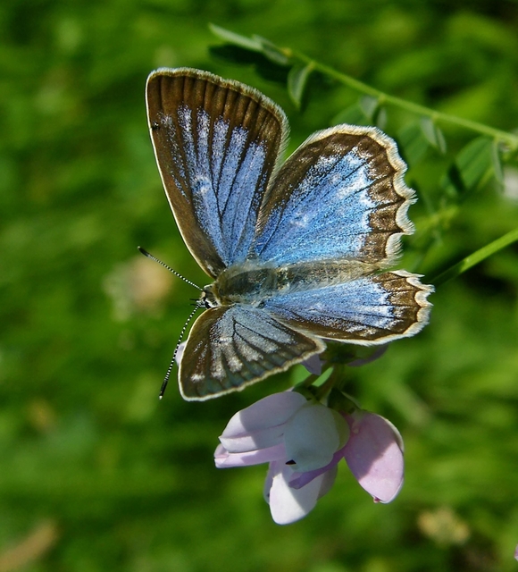 Polyommatus daphnis - csipkés boglárka