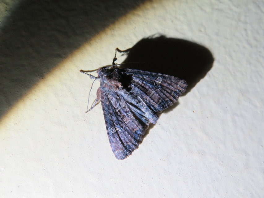 Mesapamea secalella/secalis