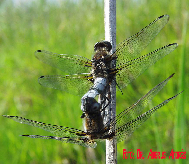 Libellula fulva - kisfoltos laposacsa Libellula fulva - kisfoltos laposacsa