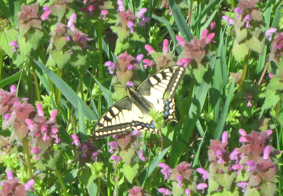 Papilio machaon - fecskefarkú lepke