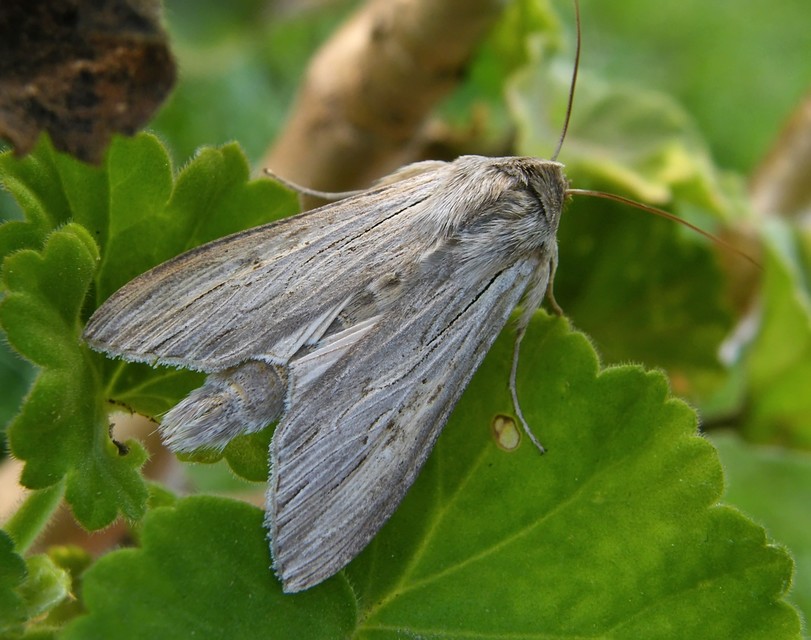 Cucullia umbratica - közönséges csuklyásbagoly