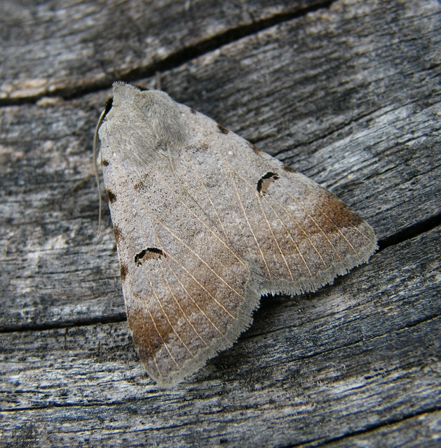 Lygephila craccae - gyakori csüdfűbagoly