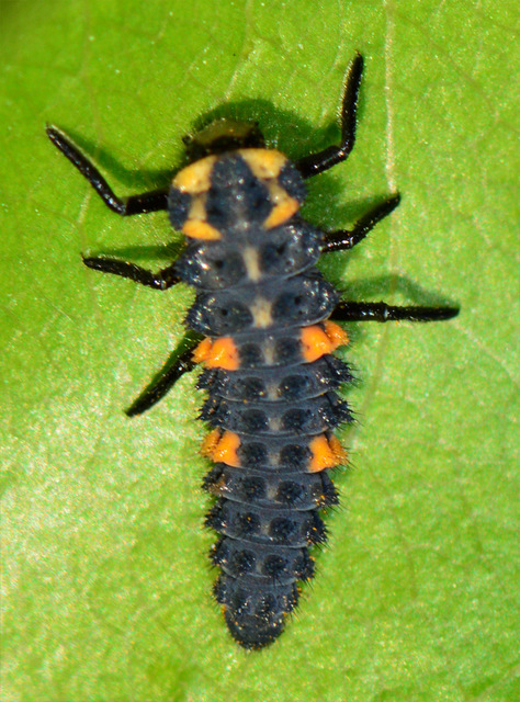 Coccinella septempunctata - hétpettyes katica