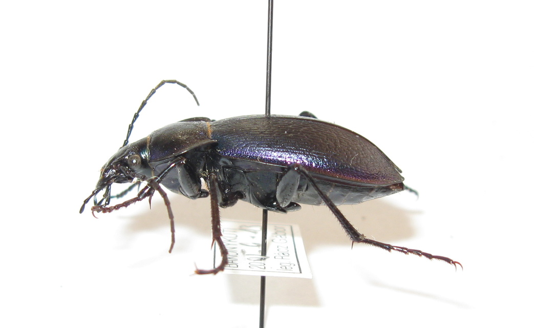 Carabus scheidleri - változó futrinka Carabus scheidleri - változó futrinka