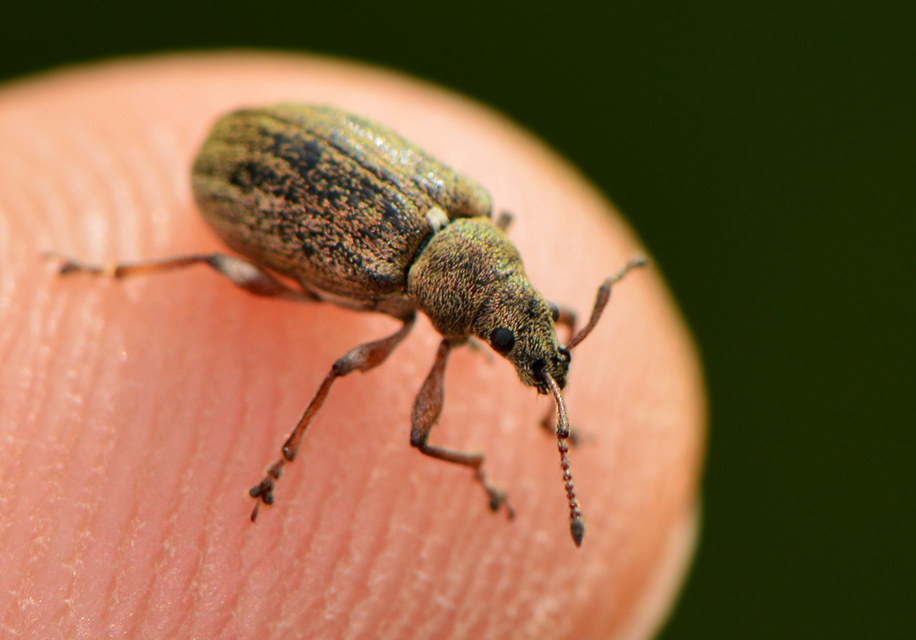 Phyllobius pyri - gyümölcsfa-levélormányos