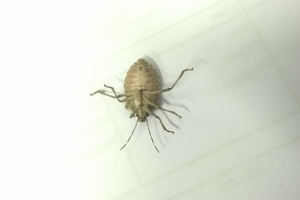 halyomorpha halys - Halyomorpha halys