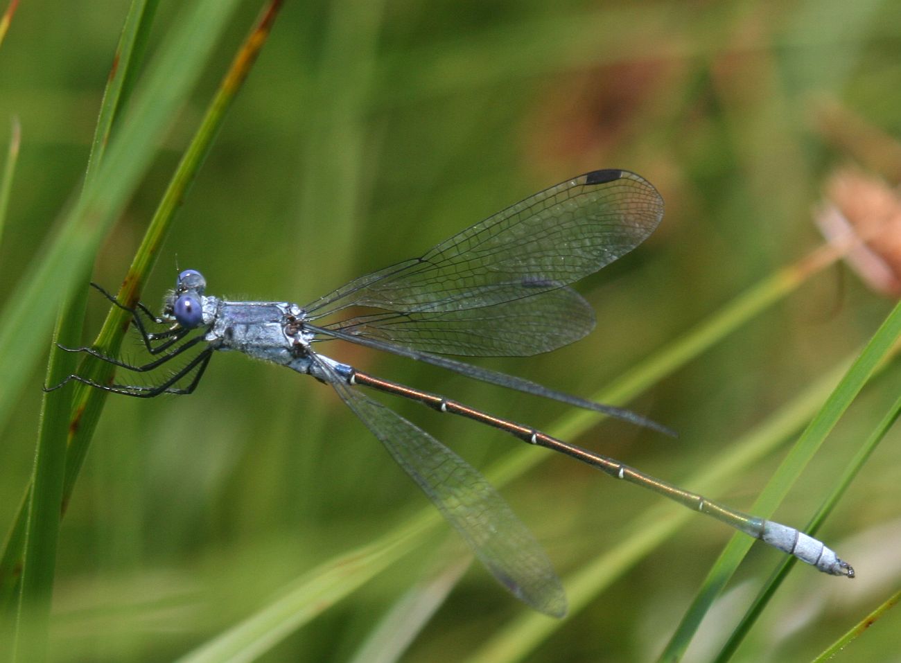 Lestes macrostigma - nagyfoltos rablószitakötő