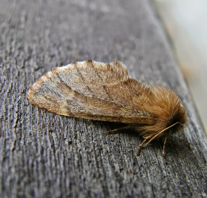 Ptilophora plumigera - tollas púposszövő