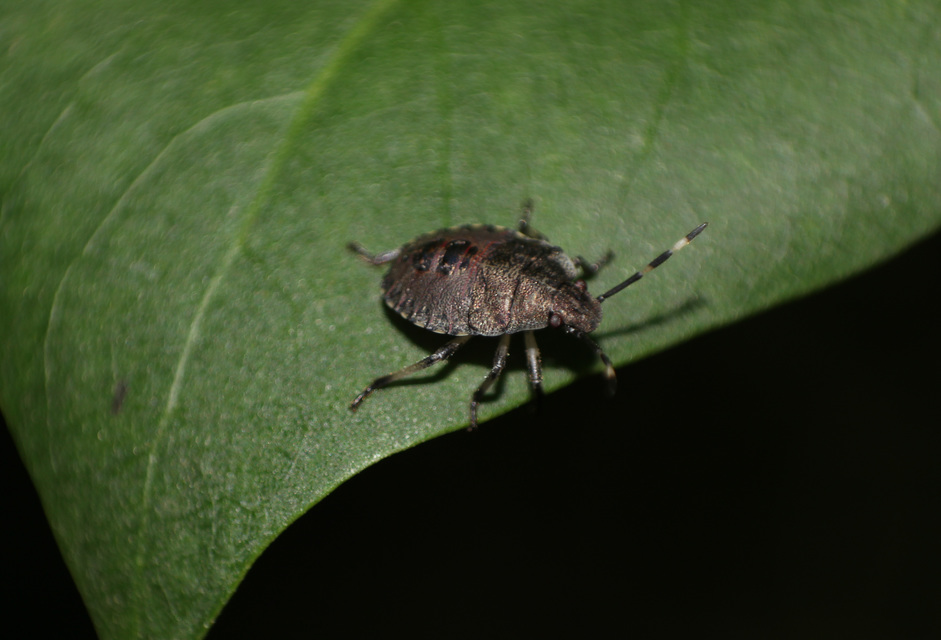 Rhaphigaster nebulosa - bencepoloska