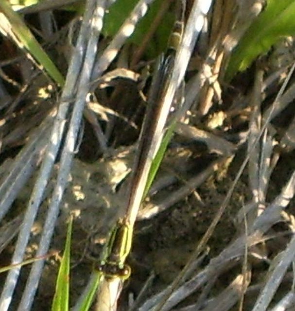 Ischnura elegans