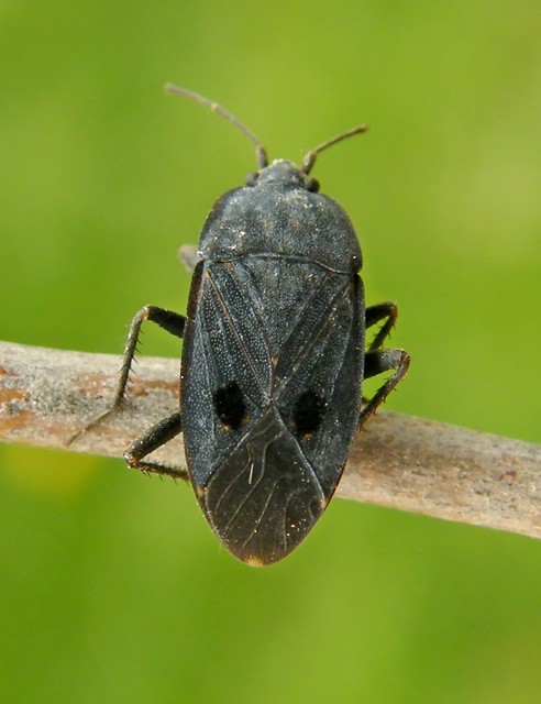 Graptopeltus validus