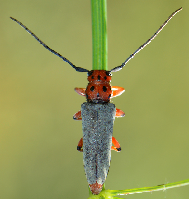 Phytoecia argus - árgusszemű cincér