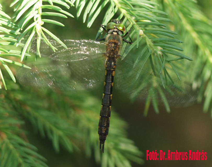 Somatochlora flavomaculata - sárgafoltos smaragdszitakötő