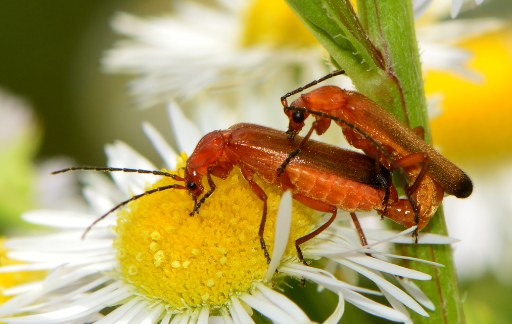 Rhagonycha fulva - feketevégű lágybogár
