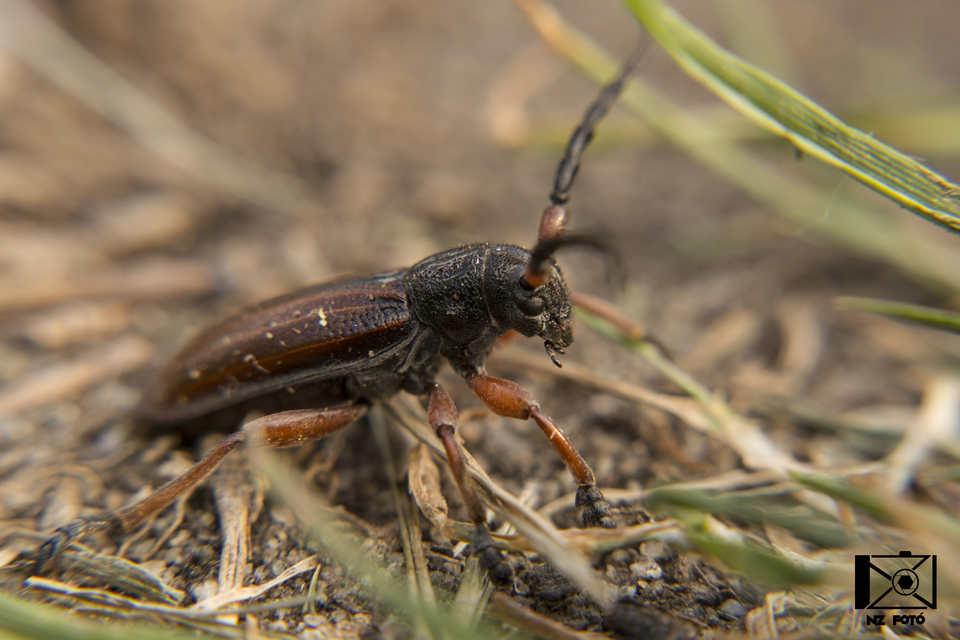 Dorcadion fulvum - barna gyalogcincér Dorcadion fulvum - barna gyalogcincér