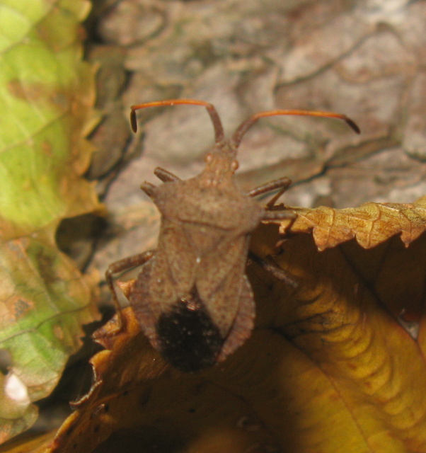 Coreus marginatus - közönséges karimáspoloska