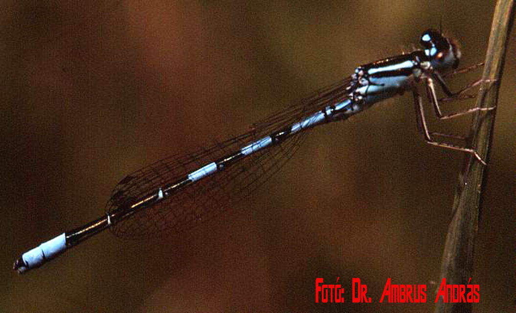 Coenagrion scitulum - mediterrán légivadász Coenagrion scitulum - mediterrán légivadász