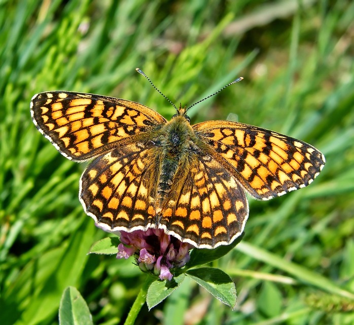 Melitaea phoebe - nagy tarkalepke