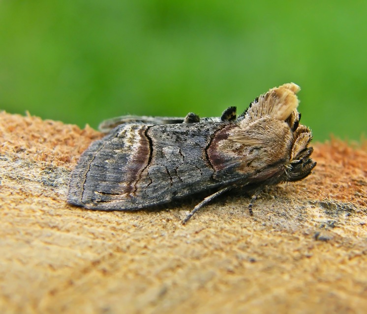 Abrostola triplasia - közönséges csalánbagoly