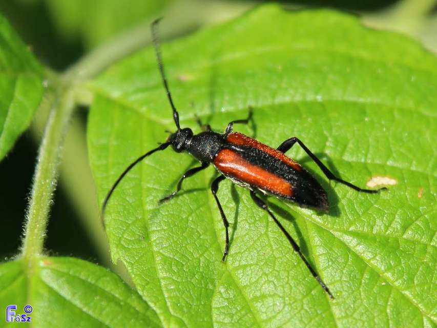 Stenurella melanura - feketevégű karcsúcincér