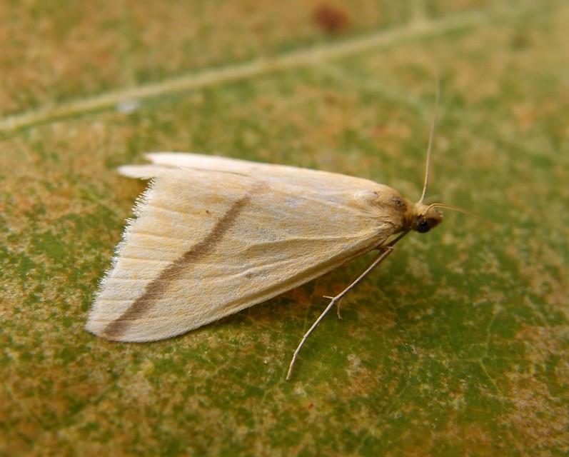 Rhodometra sacraria - rózsacsíkos araszoló